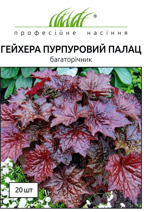 Гейхера мікранта Пурпуровий Палац 20 шт, Професійне насіння