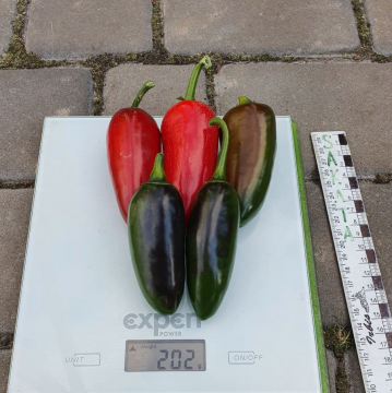 Перець Моджаве F1 гострий 10 шт, Ваша Грядка