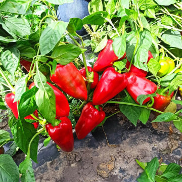 Перець Феррарі F1 солодкий 50 шт, Sakata (поштучно)