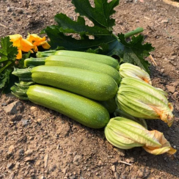 Кабачок Імператор F1 ранній 10 шт, Ваша Грядка