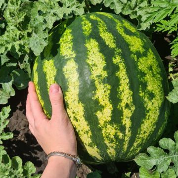 Кавун Кримсон Світ 10 г, Innova Seeds Co. (товар на вагу)