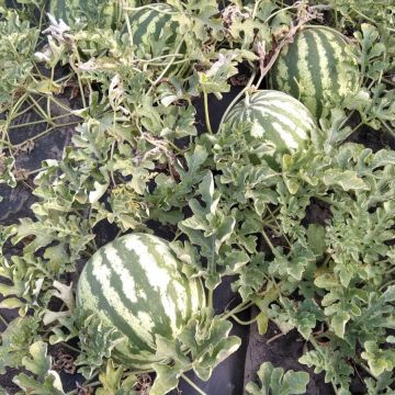 Кавун АУ Продюсер 10 г, Innova Seeds Co. (товар на вагу)