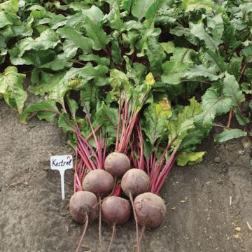 Буряк столовий Кестрел F1 середньоранній  10 г, Ваша Грядка