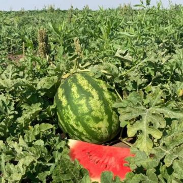 Кавун НУН 21613 F1 ранній 10 шт, Ваша Грядка