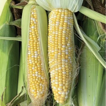 Кукурудза БСС 1075 F1 (BSS 1075 F1) біколор 50 шт, Syngenta (поштучно)