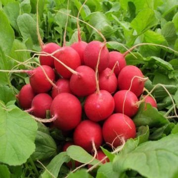 Редис Сора 10 г, Професійне насіння