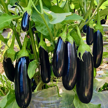 Баклажан Карадаг F1 ранній 1000 шт, Manier Seeds
