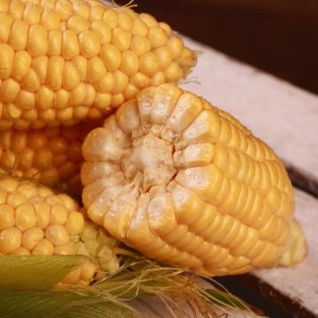 Кукурудза цукрова Канзас F1 ультрарання 5000 шт, LibraSeeds