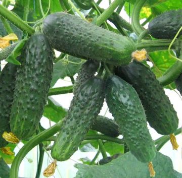 Огірок Сатіна F1 самозапильний 1000 шт, Nunhems Zaden