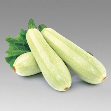 Кабачок Кавілі F1 салатовий 30 шт, Професійне насіння