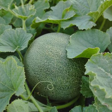Диня Нора INX 1234 F1 ультрарання 10 шт, Innova Seeds Co. (поштучно)