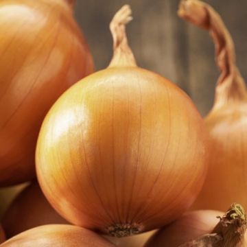 Цибуля сіянка Крусадо 1 кг, TOP Onion Sets Нідерланди