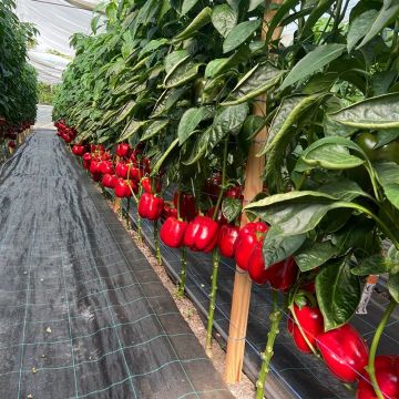 Перець солодкий Ред Дір F1 ранній 10 шт, Ваша Грядка