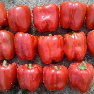 Перець Ред Джевел F1 кубічний червоний 10 шт, Ваша Грядка