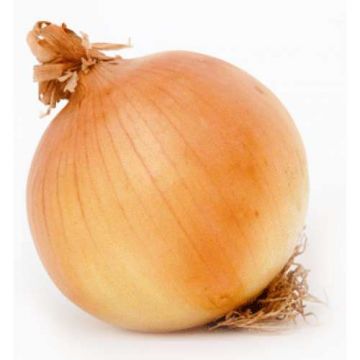 Цибуля ріпчаста Глобус 10 г 