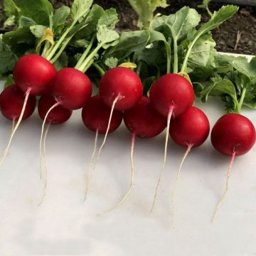 Редиска Аутелла F1 рання (3.4-3.6 калібр) 5 г, Ваша Грядка
