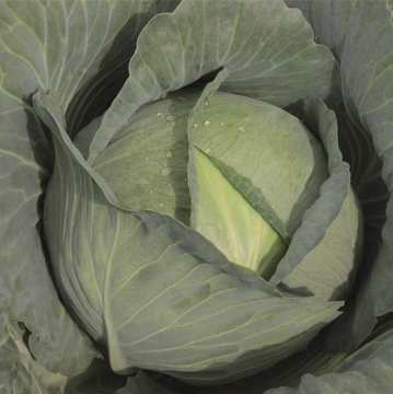 Капуста Тайфун F1 білоголова 100 шт, Bejo Zaden (поштучно)