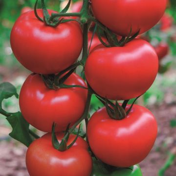 Томат Квантум F1 високорослий 5 шт, Manier Seeds (поштучно)