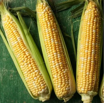 Кукурудза Камберленд F1 біколор 30 шт, Ваша Грядка