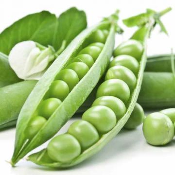 Горох овочевий Преладо 100 000 шт, Syngenta 