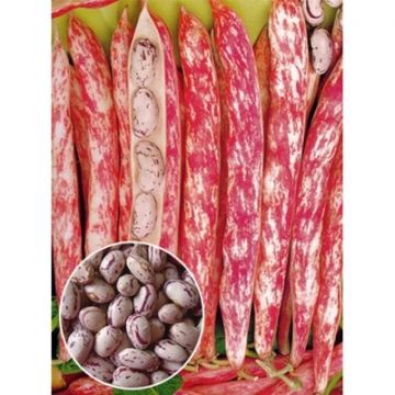 Квасоля Борлотто овочева 100 г, Suba Seeds