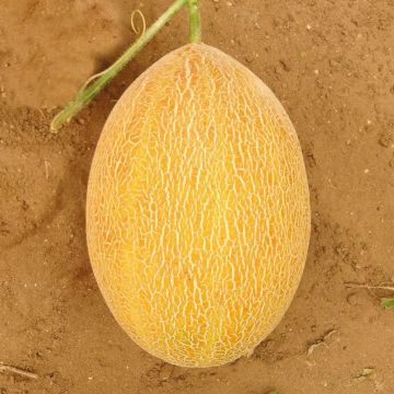 Диня Сицилія F1 (Sicilia F1)  тип Ананас 10 шт, Manier Seeds (поштучно)