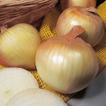Цибуля сіянка Сеншуй 1 кг, TOP Onion Sets Нідерланди