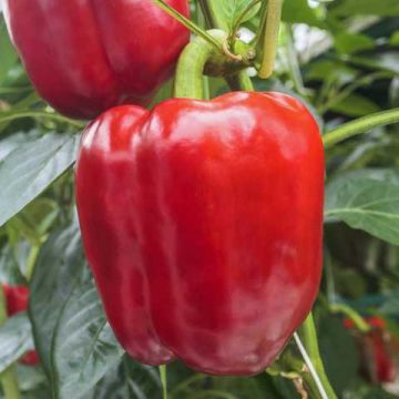 Перець Маргарита F1 червоний 10 шт, United Genetics (поштучно)