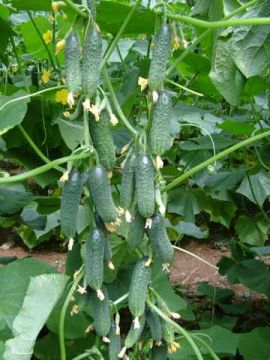 Огірок Капрікорн F1 самозапильний 250 шт, Yuksel Seeds