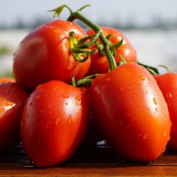 Томат Діно F1 сливоподібний 100 шт, Clause (поштучно)