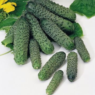 Огірок Пасалімо F1 самозапильний 20 шт, Syngenta (поштучно)