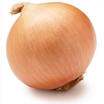 Цибуля сіянка Шекспір 1 кг, TOP Onion Sets Нідерланди