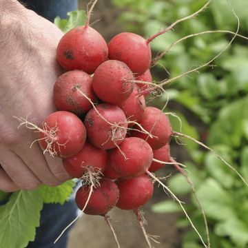 Редиска Меліто F1 рання (3.2-3.4 калібр) 50000 шт, Hazera