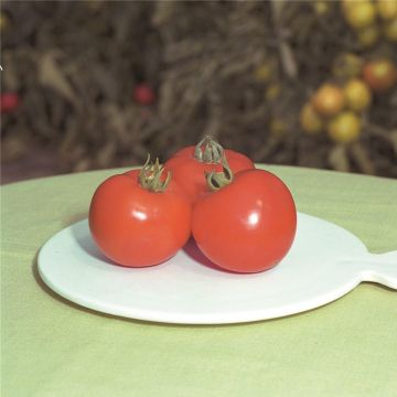 Томат Полфаст F1 кущовий 1 000 шт, Bejo Zaden