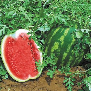 Кавун Топ Ган F1 ранній 1000 шт, Syngenta