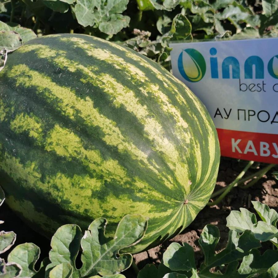 Кавун АУ Продюсер ранній 500 г, Innova Seeds Co. США | Сортотип