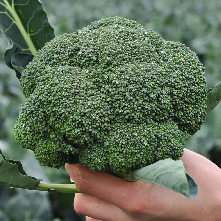 Капуста броколі Кезі F1 великоплідна 10 шт, Kitano Seeds