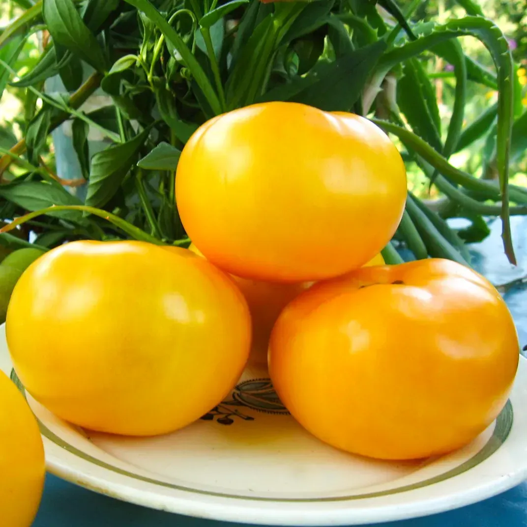 Томат Ямамото F1 великоплідний жовтий 500 шт, Kitano Seeds