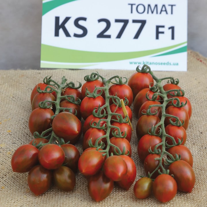 Томат KS 277 F1 тигрова сливка 500 шт, Kitano Seeds Нідерланди