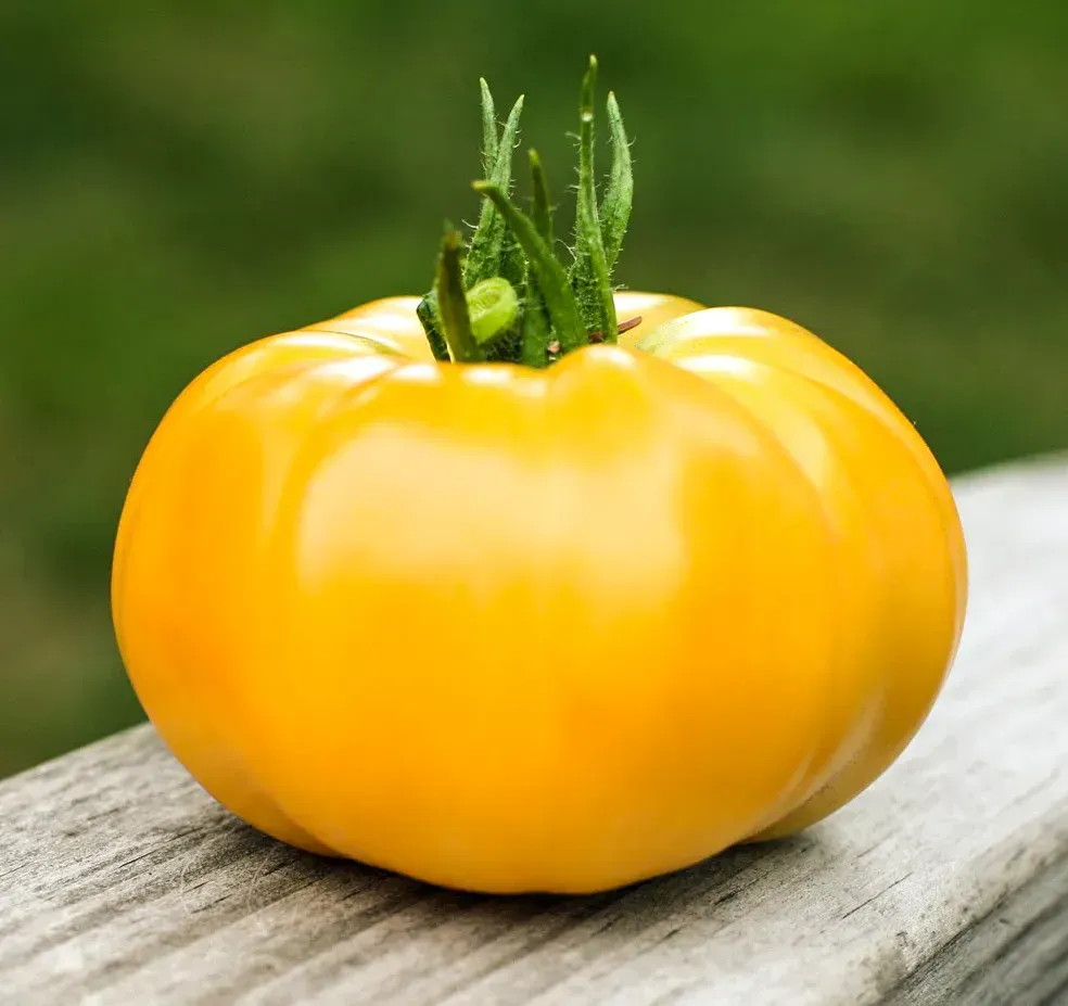Томат Ямамото F1 великоплідний жовтий 500 шт, Kitano Seeds