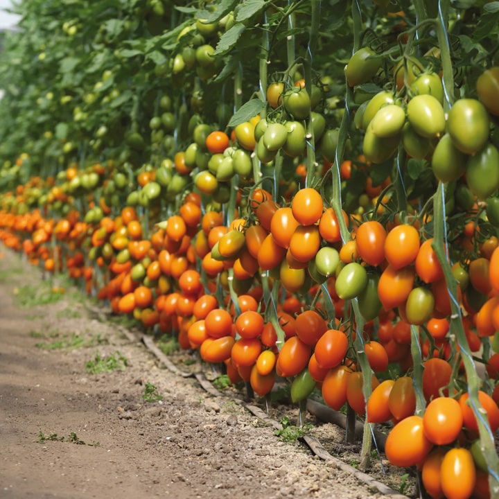 Томат Бенігара F1 (KS 1430 F1) жовта сливка 1000 шт, Kitano Seeds