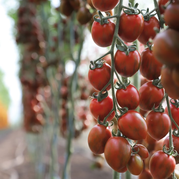 Томат KS 277 F1 тигрова сливка 500 шт, Kitano Seeds Нідерланди